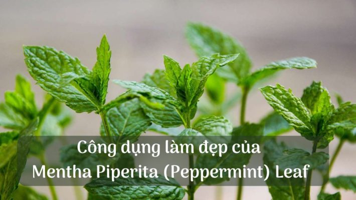 Công dụng làm đẹp của Mentha Piperita (Peppermint) Leaf