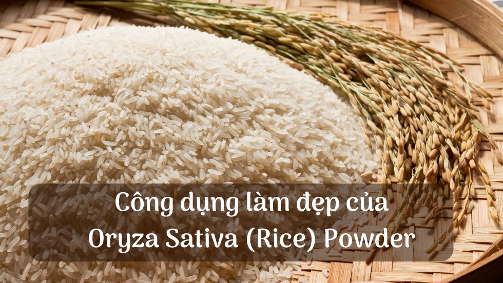 Công dụng làm đẹp của Oryza Sativa (Rice) Powder