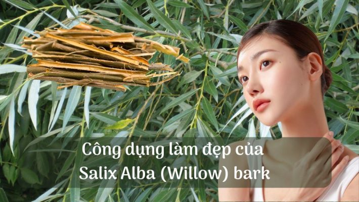 Công dụng làm đẹp của Salix Alba (Willow) bark