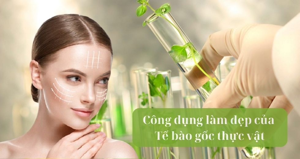 công dụng làm đẹp của Tế bào gốc thực vật