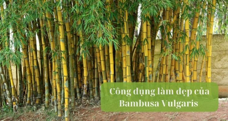 công dụng làm đẹp của Bambusa Vulgaris