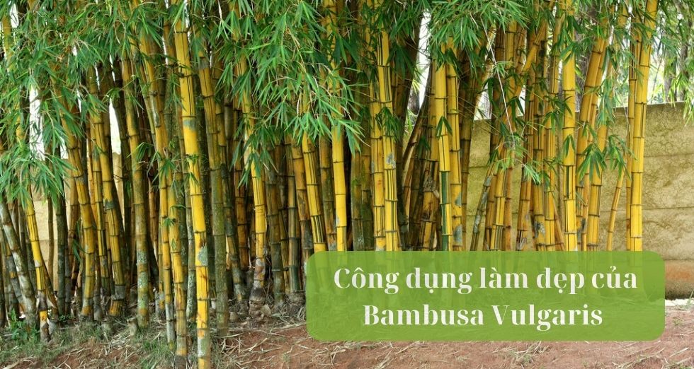 công dụng làm đẹp của Bambusa Vulgaris