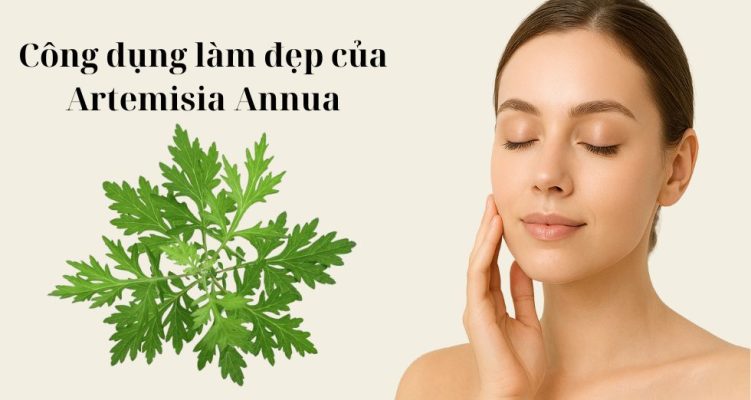 công dụng làm đẹp của Artemisia Annua