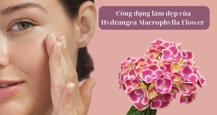 công dụng làm đẹp của Hydrangea Macrophylla Flower